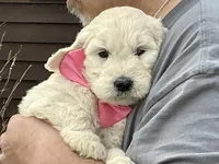 Baby Girl Doodle, a female English Goldendoodle for sale in Easton, IL – Photo 2 of 7