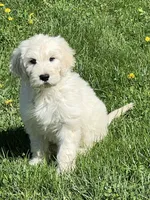 Baby Girl Doodle, a female English Goldendoodle for sale in Easton, IL – 6 of 8