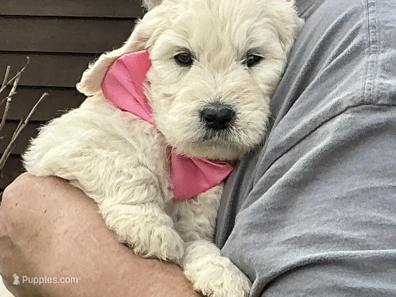 Baby Girl Doodle, a female English Goldendoodle for sale in Easton, IL – Photo 1 of 7