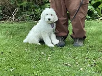Baby Girl Doodle, a female English Goldendoodle for sale in Easton, IL – 3 of 8