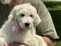 Baby Girl Doodle, a female English Goldendoodle for sale in Easton, IL – 4 of 8