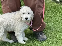 Baby Girl Doodle, a female English Goldendoodle for sale in Easton, IL – 2 of 8
