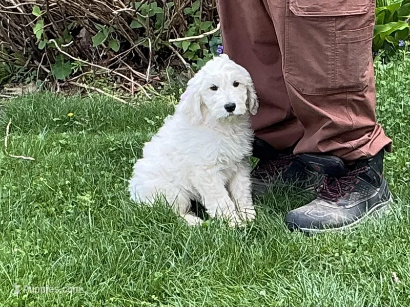 Baby Girl Doodle – English Goldendoodle puppy for sale in Easton, IL
