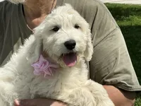 Baby Girl Doodle, a female English Goldendoodle for sale in Easton, IL – 7 of 8