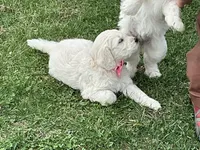 Baby Girl Doodle, a female English Goldendoodle for sale in Easton, IL – Photo 5 of 7