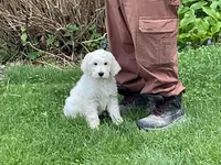 Baby Girl Doodle, a female English Goldendoodle for sale in Easton, IL – 8 of 8