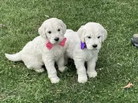 Baby Girl Doodle, a female English Goldendoodle for sale in Easton, IL – Photo 4 of 7