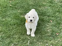 Baby Girl Doodle, a female English Goldendoodle for sale in Easton, IL – Photo 7 of 7