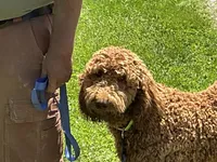 English Baby, a male English Goldendoodle for sale in Easton, IL – 1 of 5