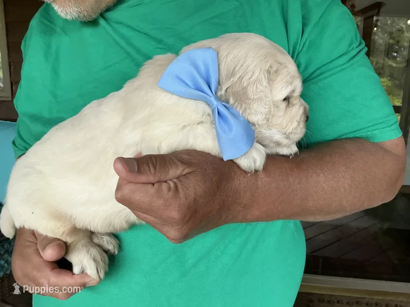 English creams – English Cream Golden Retriever puppy for sale in Easton, IL