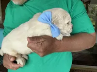 English creams, a male English Cream Golden Retriever for sale in Easton, IL – 4 of 5