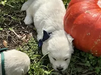 Blocky Boy, a male English Cream Golden Retriever for sale in Easton, IL – 5 of 5