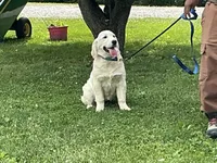 English blocky, a female English Cream Golden Retriever for sale in Easton, IL – 3 of 4