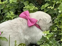 Little English Miss, a female English Cream Golden Retriever for sale in Easton, IL – 4 of 7