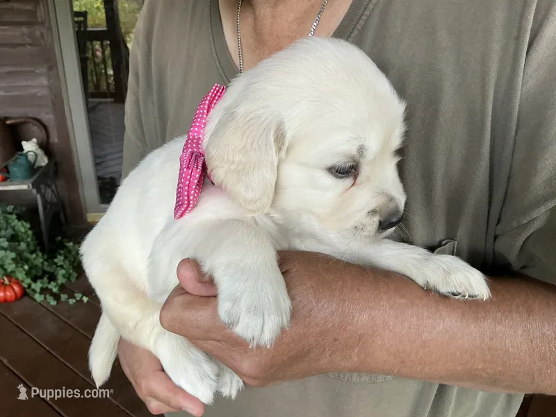 Little English Miss – English Cream Golden Retriever puppy for sale in Easton, IL