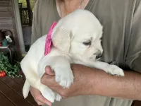 Little English Miss, a female English Cream Golden Retriever for sale in Easton, IL – 1 of 7