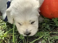 Blocky Boy, a male English Cream Golden Retriever for sale in Easton, IL – 4 of 5