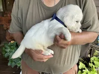 Blocky Boy, a male English Cream Golden Retriever for sale in Easton, IL – 2 of 5