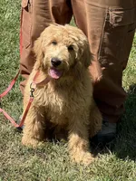 English Goldendoodle F1, a female English Goldendoodle for sale in Easton, IL – 5 of 6