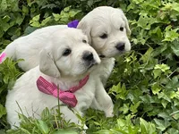 Little English Miss, a female English Cream Golden Retriever for sale in Easton, IL – 3 of 7