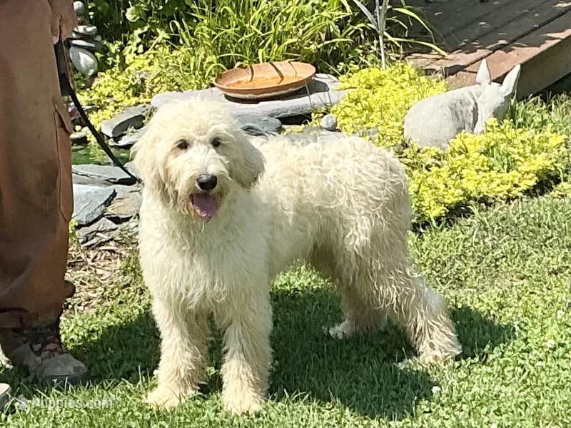 English blocky – English Goldendoodle puppy for sale in Easton, IL