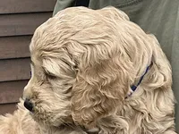 Fluffy Boy, a male English Goldendoodle for sale in Easton, IL – 2 of 5