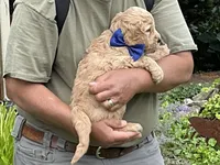 Fluffy Boy, a male English Goldendoodle for sale in Easton, IL – 5 of 5