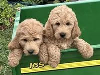 English Goldendoodle F1, a female English Goldendoodle for sale in Easton, IL – 2 of 7