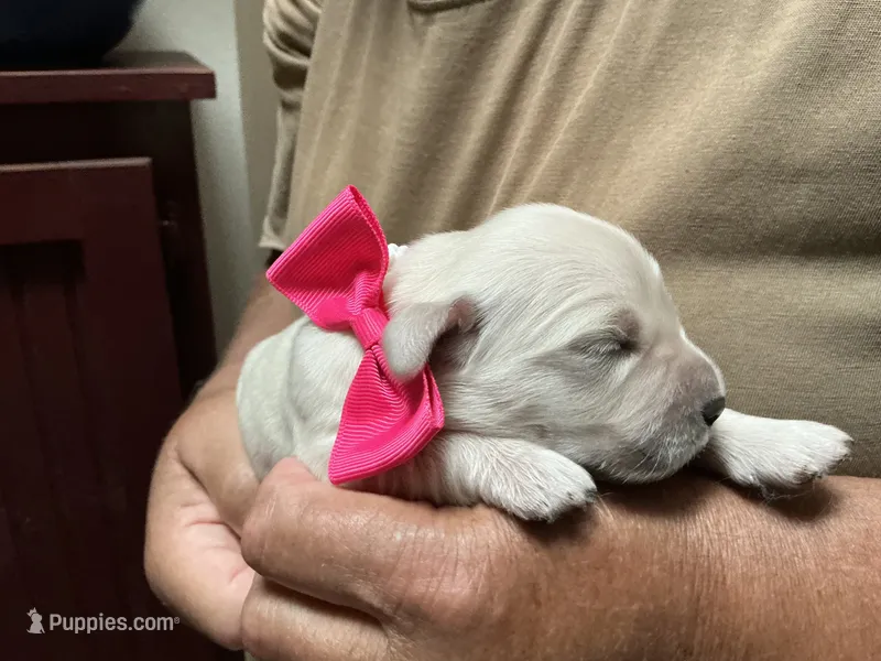Little English Miss – English Cream Golden Retriever puppy for sale in Easton, IL