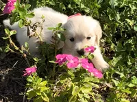 Little English Miss, a female English Cream Golden Retriever for sale in Easton, IL – 6 of 7