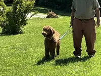 English Baby, a male English Goldendoodle for sale in Easton, IL – 3 of 5