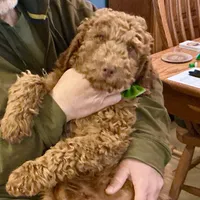 English Baby, a male English Goldendoodle for sale in Easton, IL – Photo 1 of 5