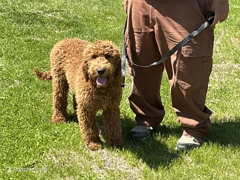 English Baby – English Goldendoodle puppy for sale in Easton, IL