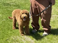 English Baby, a male English Goldendoodle for sale in Easton, IL – 1 of 5