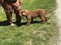English Baby, a male English Goldendoodle for sale in Easton, IL – 4 of 5