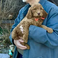 English Baby, a male English Goldendoodle for sale in Easton, IL – Photo 5 of 5