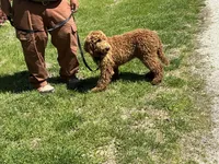 English Baby, a male English Goldendoodle for sale in Easton, IL – 3 of 5