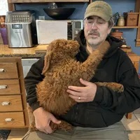 English Baby, a male English Goldendoodle for sale in Easton, IL – Photo 2 of 5