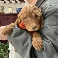 English Baby, a male English Goldendoodle for sale in Easton, IL – Photo 4 of 5