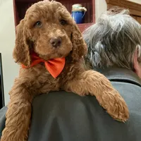 English Baby, a male English Goldendoodle for sale in Easton, IL – Photo 3 of 5