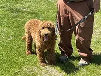 English Baby, a male English Goldendoodle for sale in Easton, IL – 2 of 5