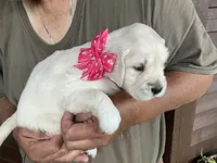 Little lady, a female English Cream Golden Retriever for sale in Easton, IL – 5 of 5