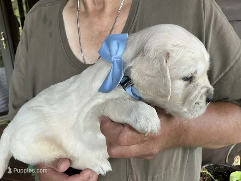 English creams – English Cream Golden Retriever puppy for sale in Easton, IL