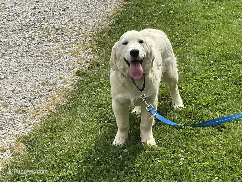 Fluffy Boy – English Cream Golden Retriever puppy for sale in Easton, IL
