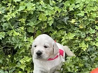 Little English Miss, a female English Cream Golden Retriever for sale in Easton, IL – 6 of 7