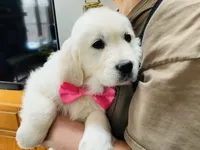 Little English Miss, a female English Cream Golden Retriever for sale in Easton, IL – 7 of 7