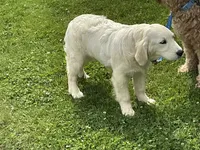 English blocky, a female English Cream Golden Retriever for sale in Easton, IL – 2 of 4