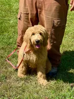 English Goldendoodle F1, a female English Goldendoodle for sale in Easton, IL – 4 of 6