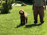 English Baby, a male English Goldendoodle for sale in Easton, IL – 2 of 5