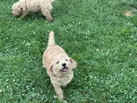 Fluffy Boy, a male English Goldendoodle for sale in Easton, IL – 4 of 9